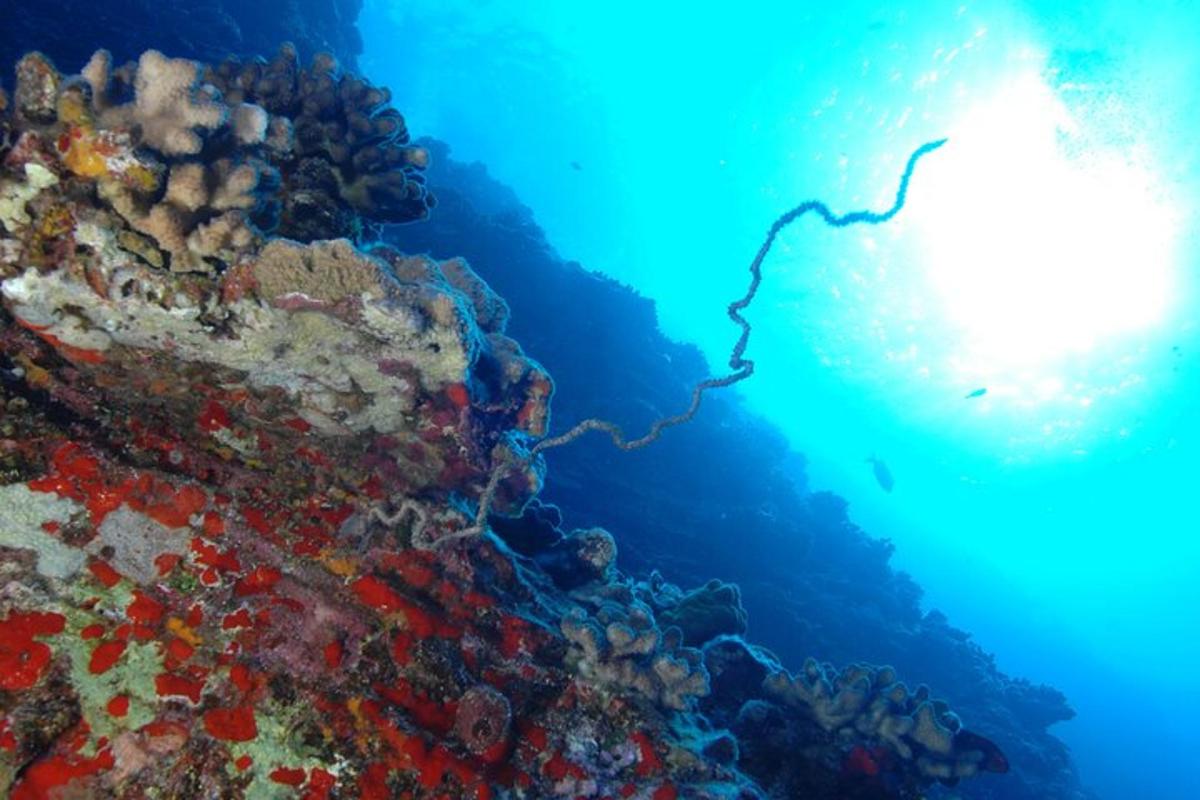 terumbu karang di lautan dengan cahaya terang di atasnya