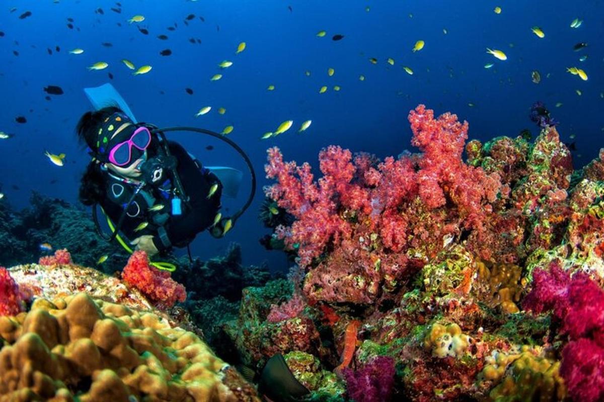 un buceador nadando sobre un arrecife de coral