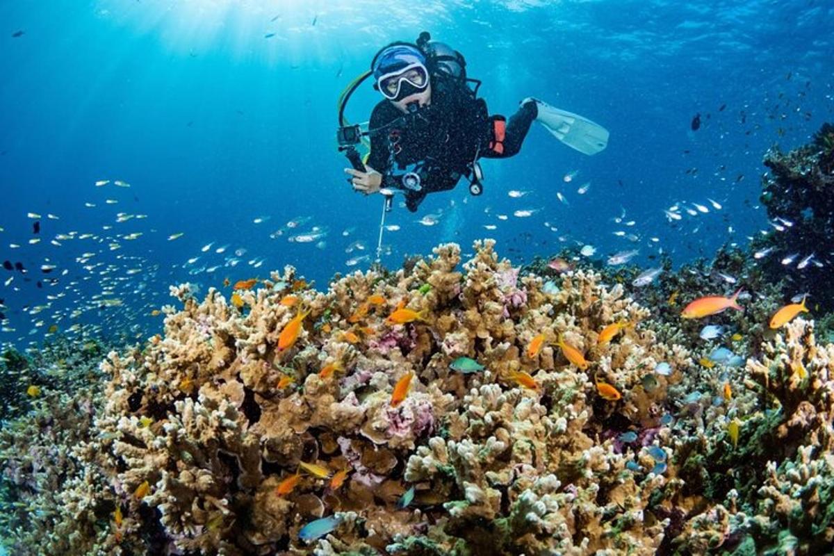 Una persona está buceando sobre un arrecife de coral.