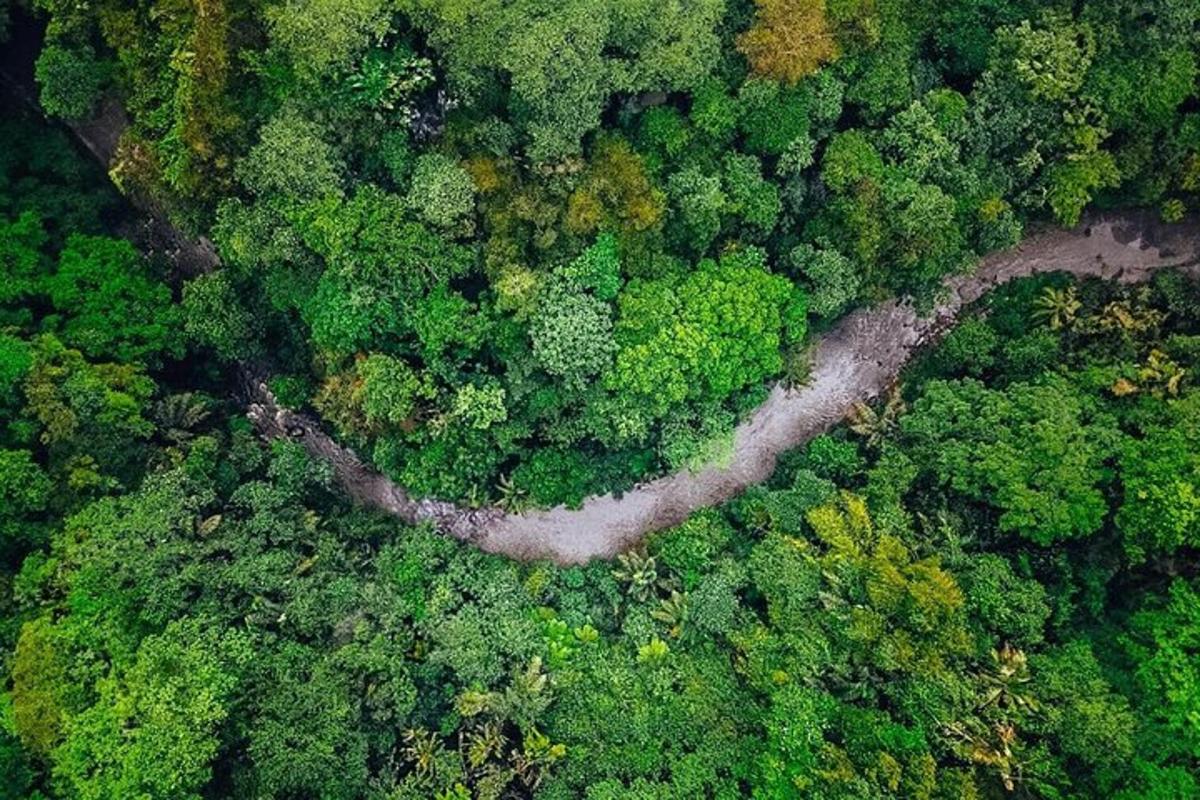 pemandangan dari udara sungai di dalam hutan