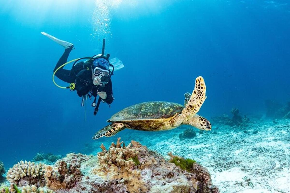 una persona a l'aigua amb una tortuga i esculls