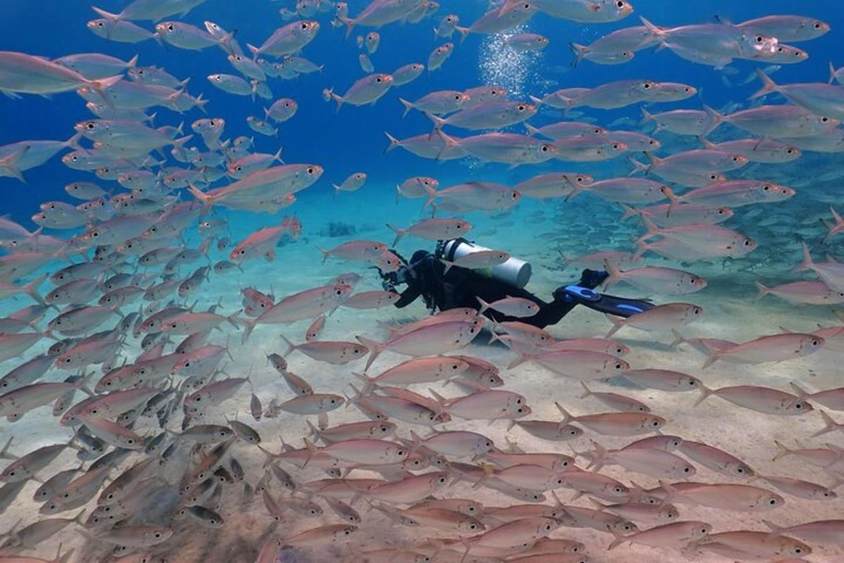 um mergulhador na água com um cardume de peixes