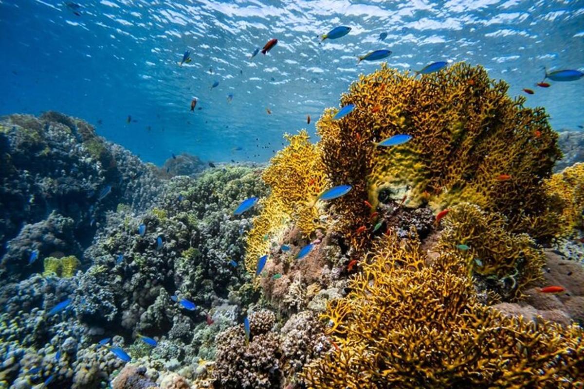 un escull de corall amb molts peixos a l'oceà