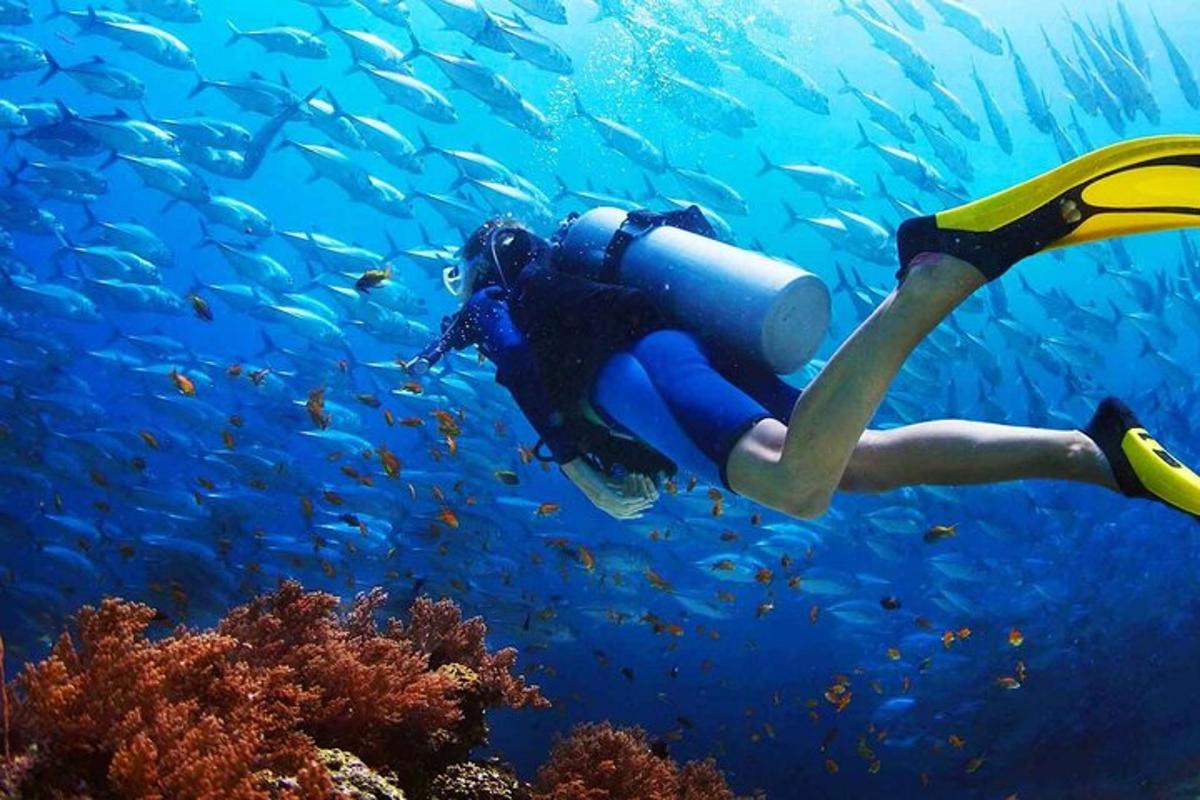 uma pessoa nadando no oceano com um cardume de peixes