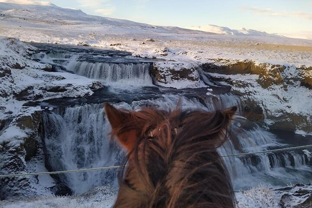 un caballo está mirando una cascada