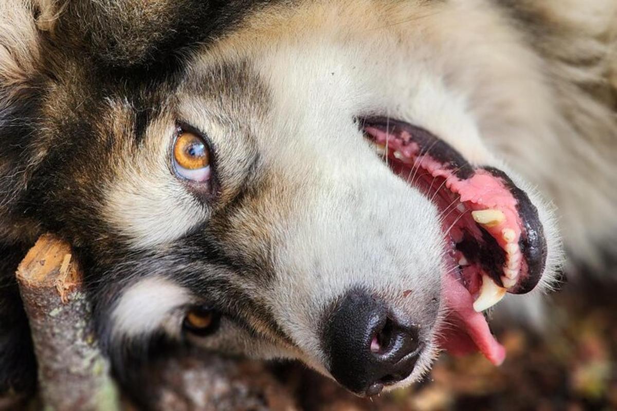 Nærmynd af hundi með opinn munn
