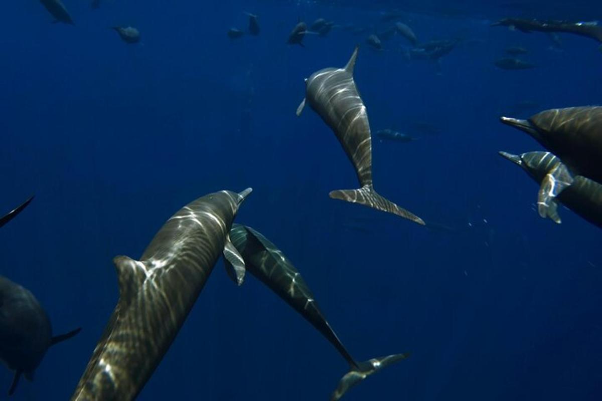 egy csoport delfin úszik az óceánban