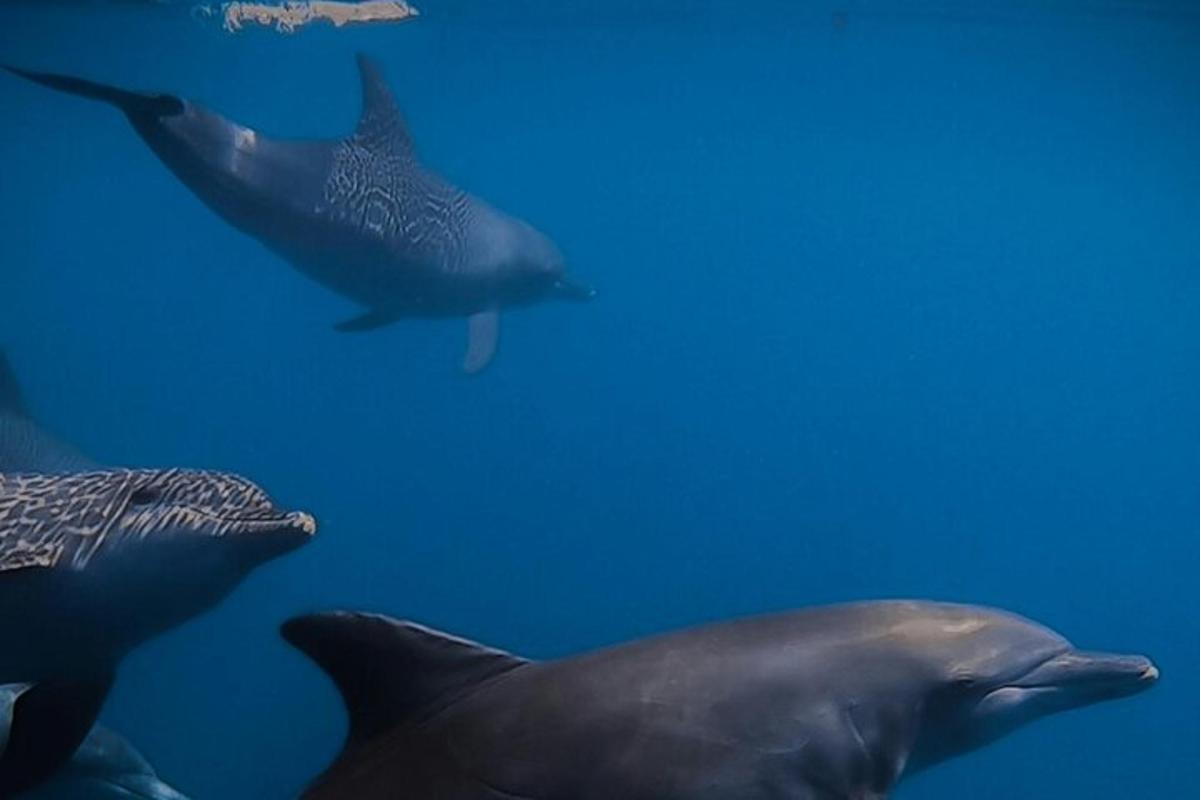 egy csoport delfin úszik a vízben