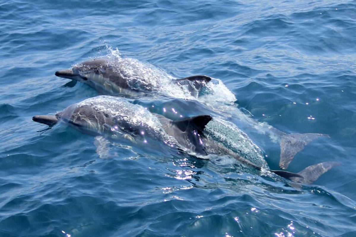 két delfin úszik a vízben