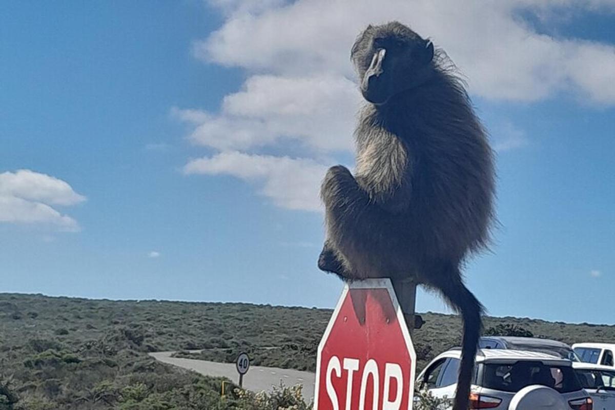 una statua di un gatto seduto in cima a un segnale di stop