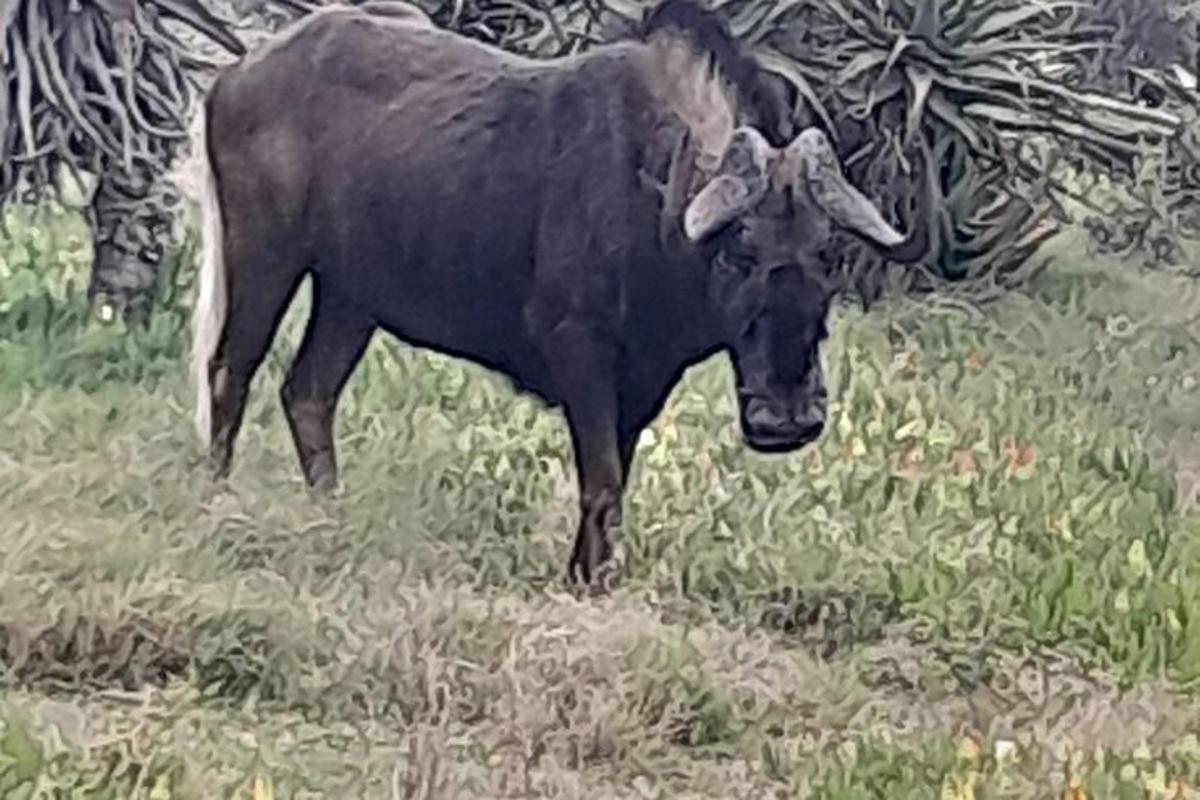 un toro nero in piedi in un campo d'erba