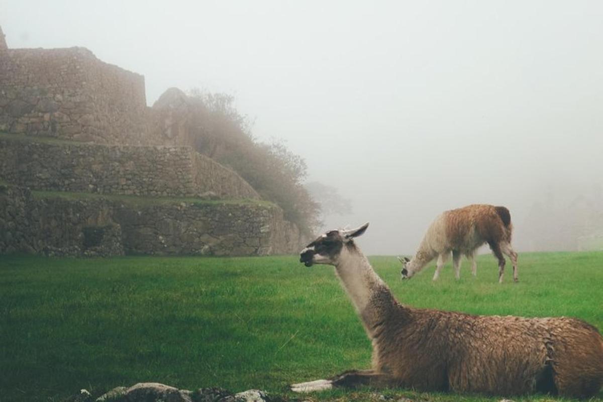 zwei Lamas auf einem Feld mit einem Gebäude