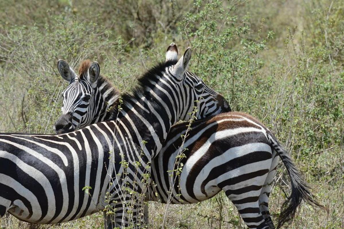 two zebras standing next to each other in a field