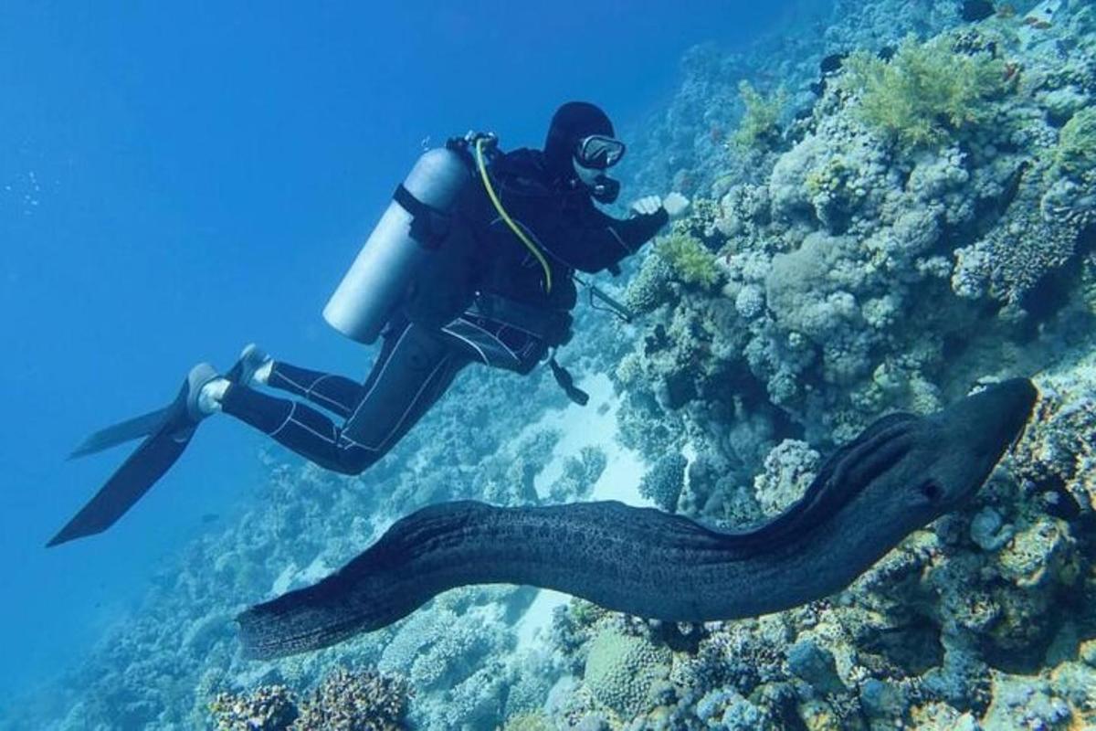 Ένα άτομο στο νερό με μια κάμερα και ένα χταπόδι