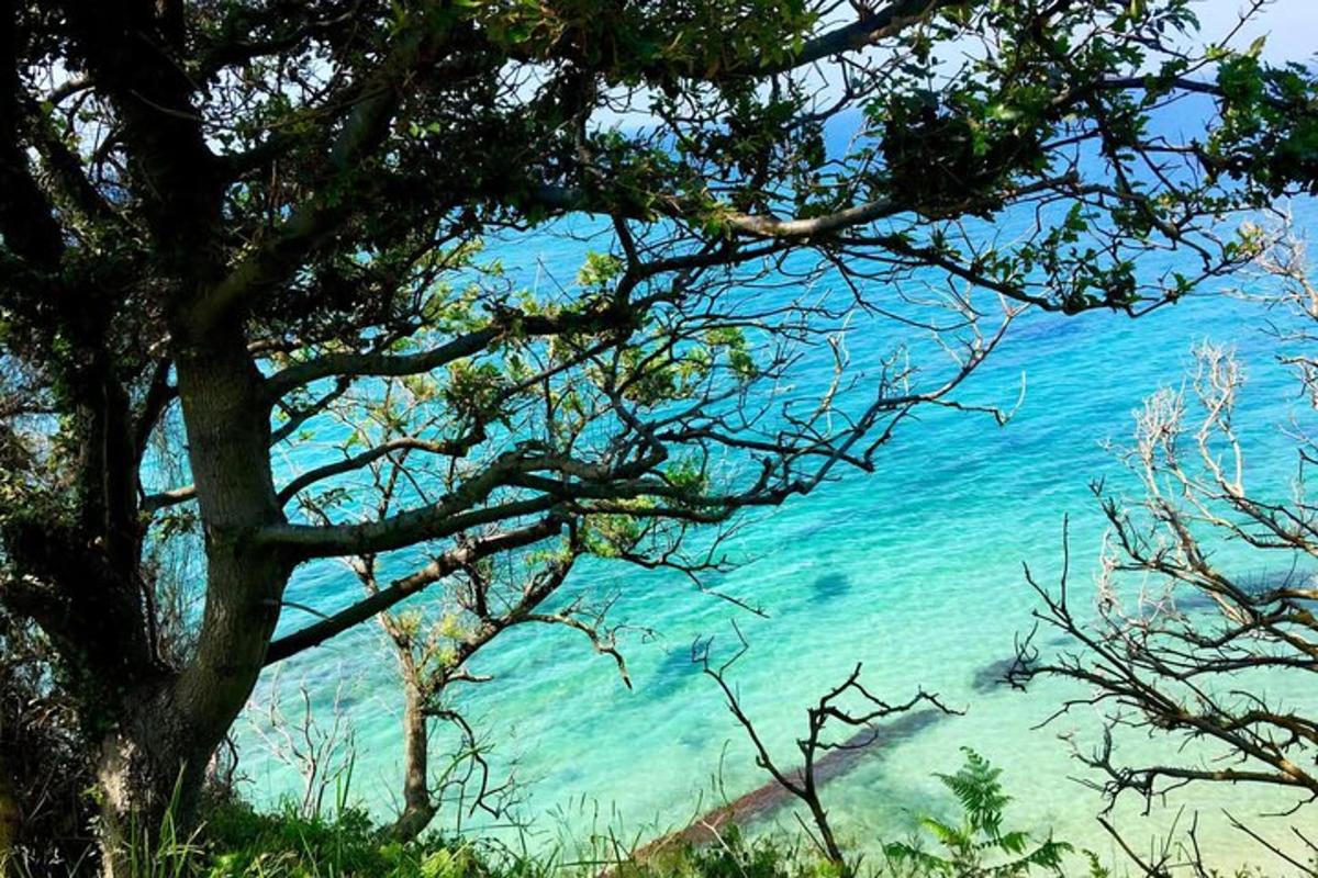 ein Blick auf das Meer durch einen Baum