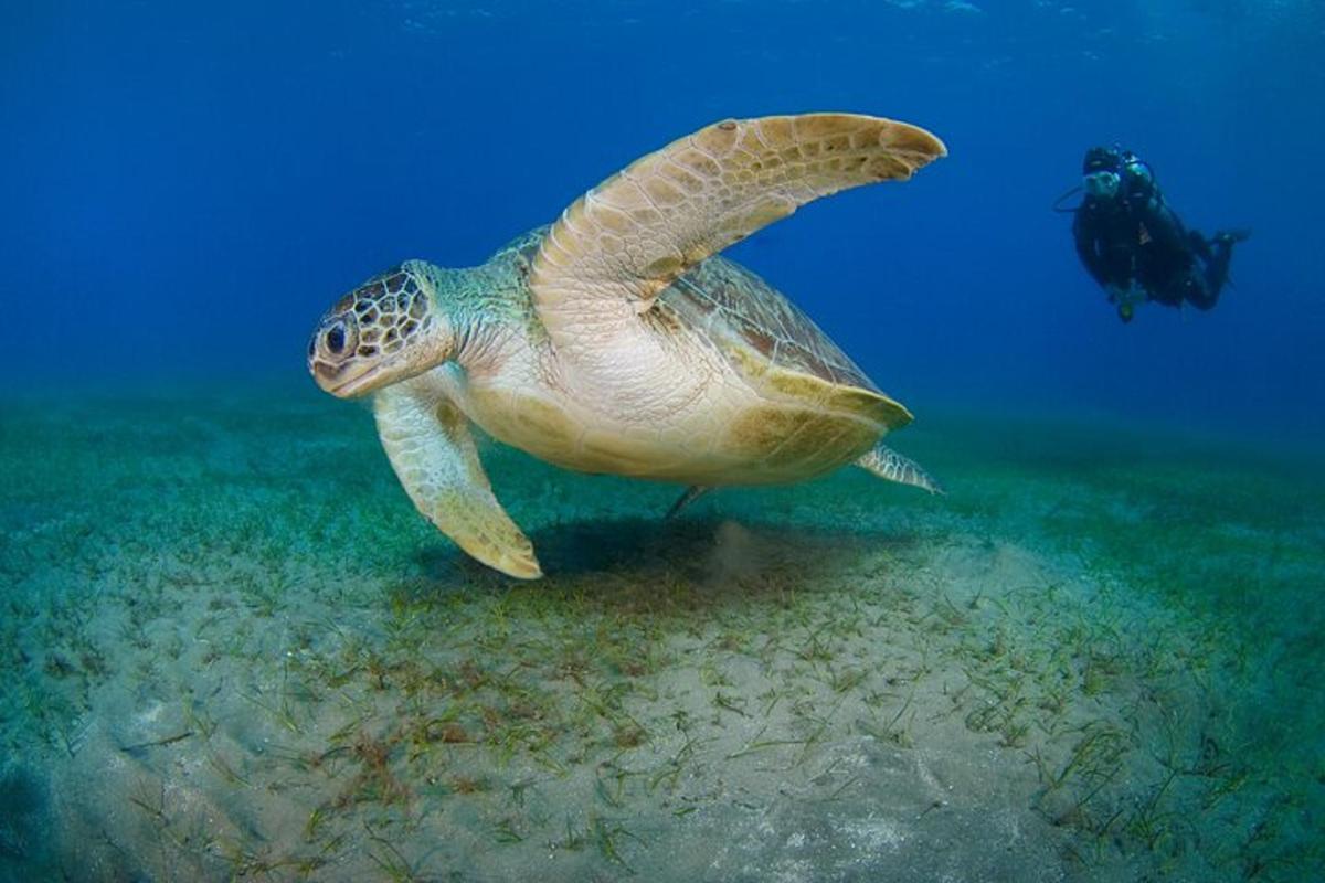 penyu laut hijau berenang di lautan bersama penyelam