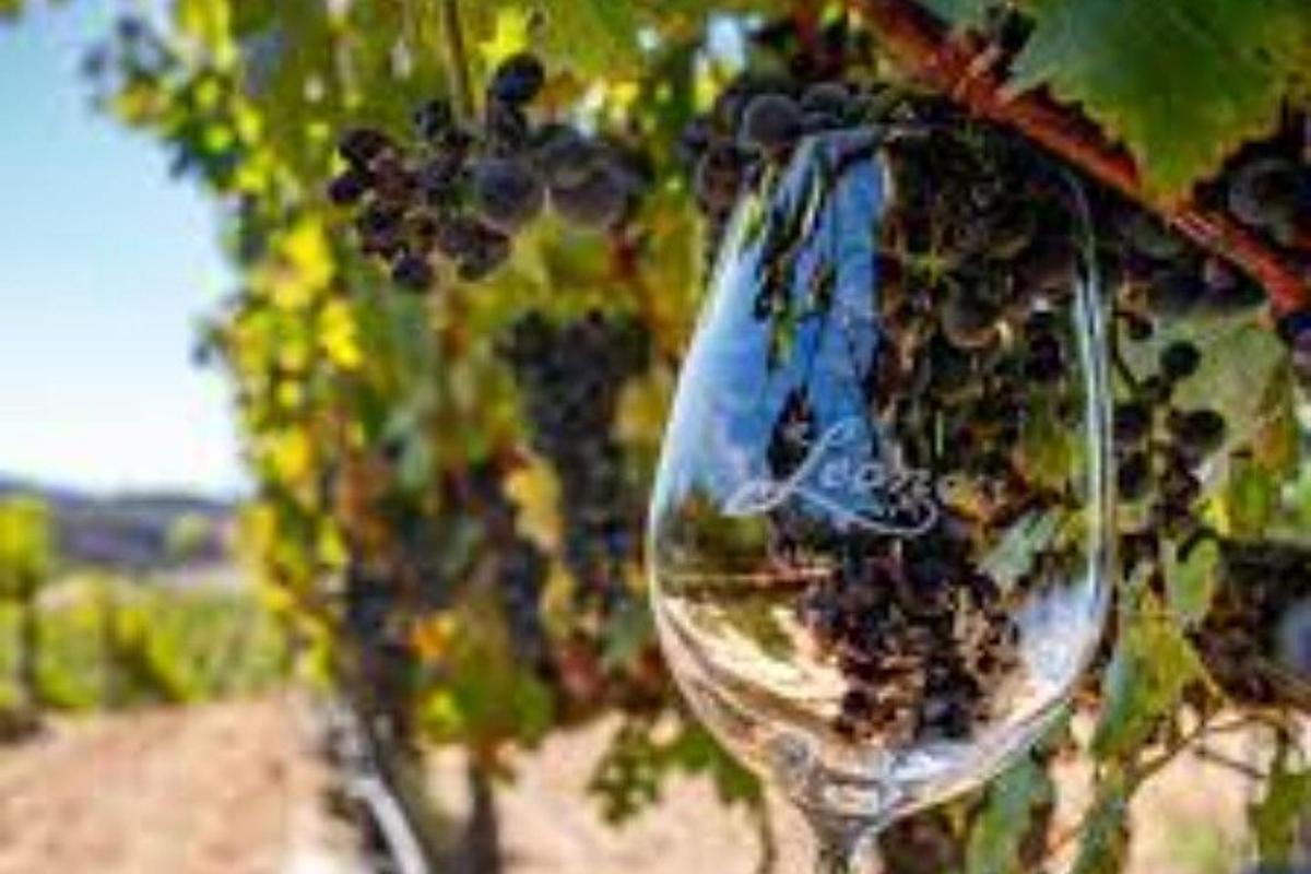 un pahar de vin atârnat de un copac cu struguri