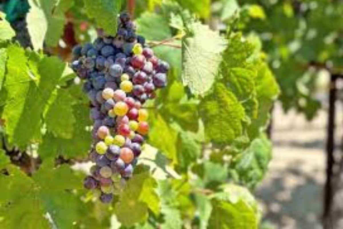 un racimo de uvas colgando de un árbol