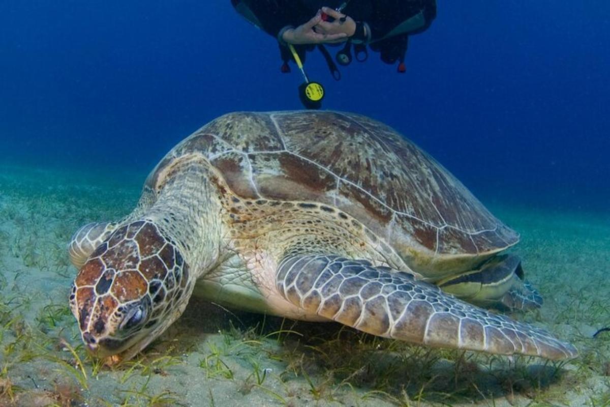 a green sea turtle swimming in the ocean with a diver