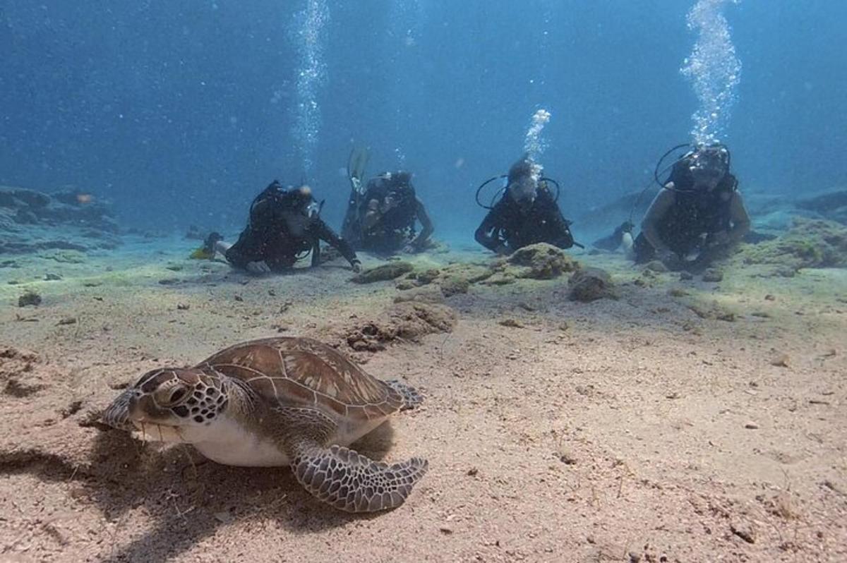 a turtle laying in the sand with people in the water