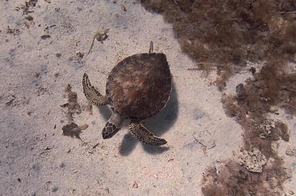 a turtle is walking on the ground