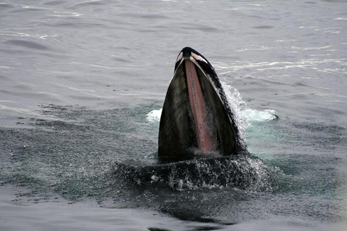 delfin u vodi s otvorenim ustima