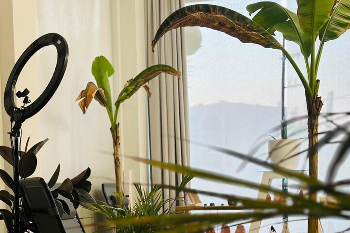 sekelompok tanaman yang tumbuh di samping jendela