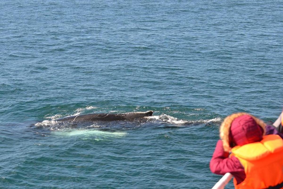 Un grupo de personas observando una ballena en el agua.