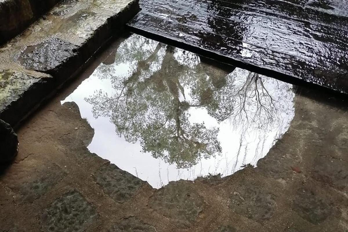 odraz stromu v kaluži na zemi