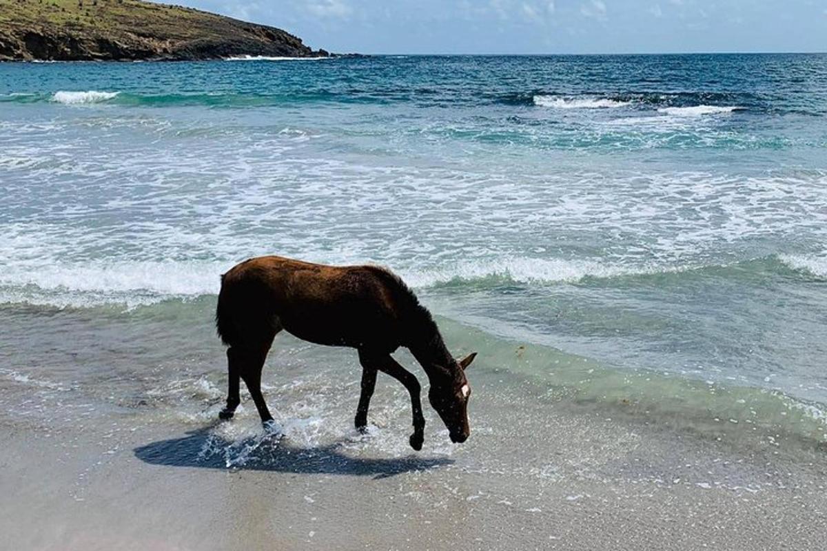 a horse drinking water from the ocean on the beach
