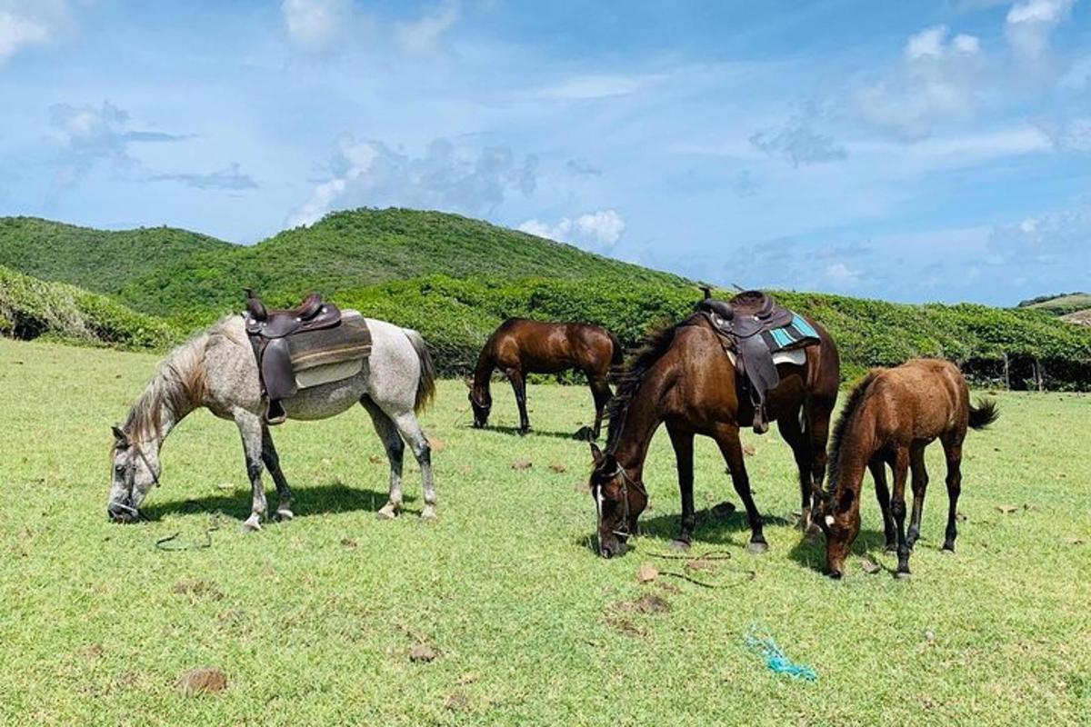 a group of horses grazing in a field