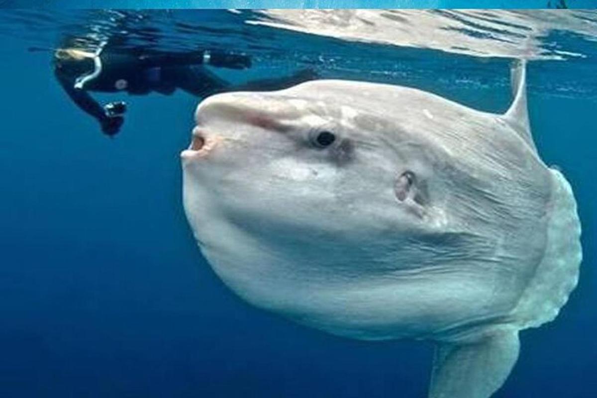 ikan paus putih besar berenang di dalam air