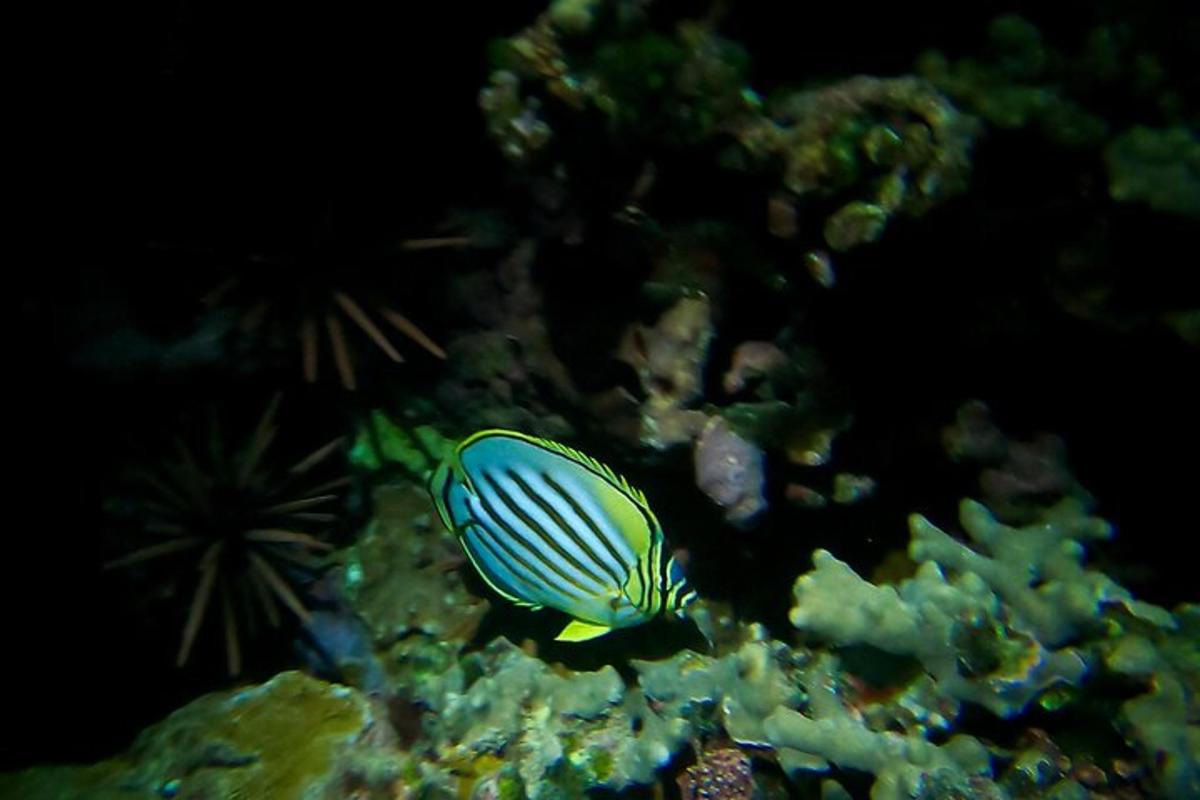 un pesce è seduto su una barriera corallina