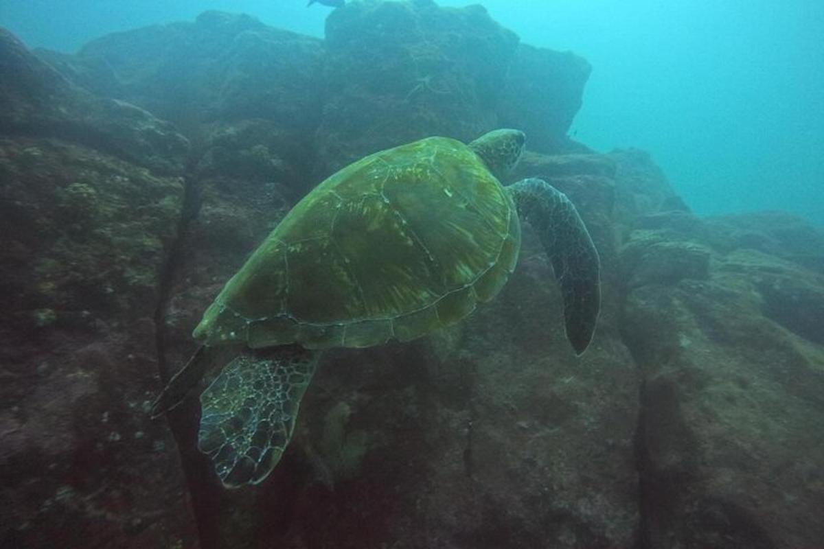a green sea turtle swimming in the ocean