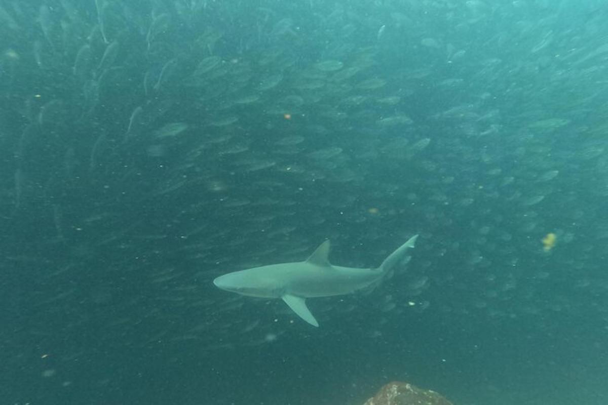 a shark swimming in the water with a school of fish