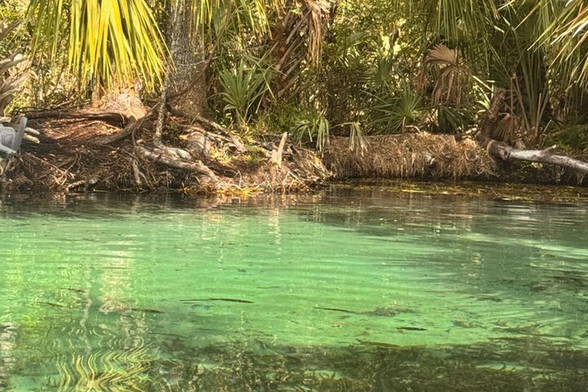 uno specchio d'acqua verde con alberi e piante