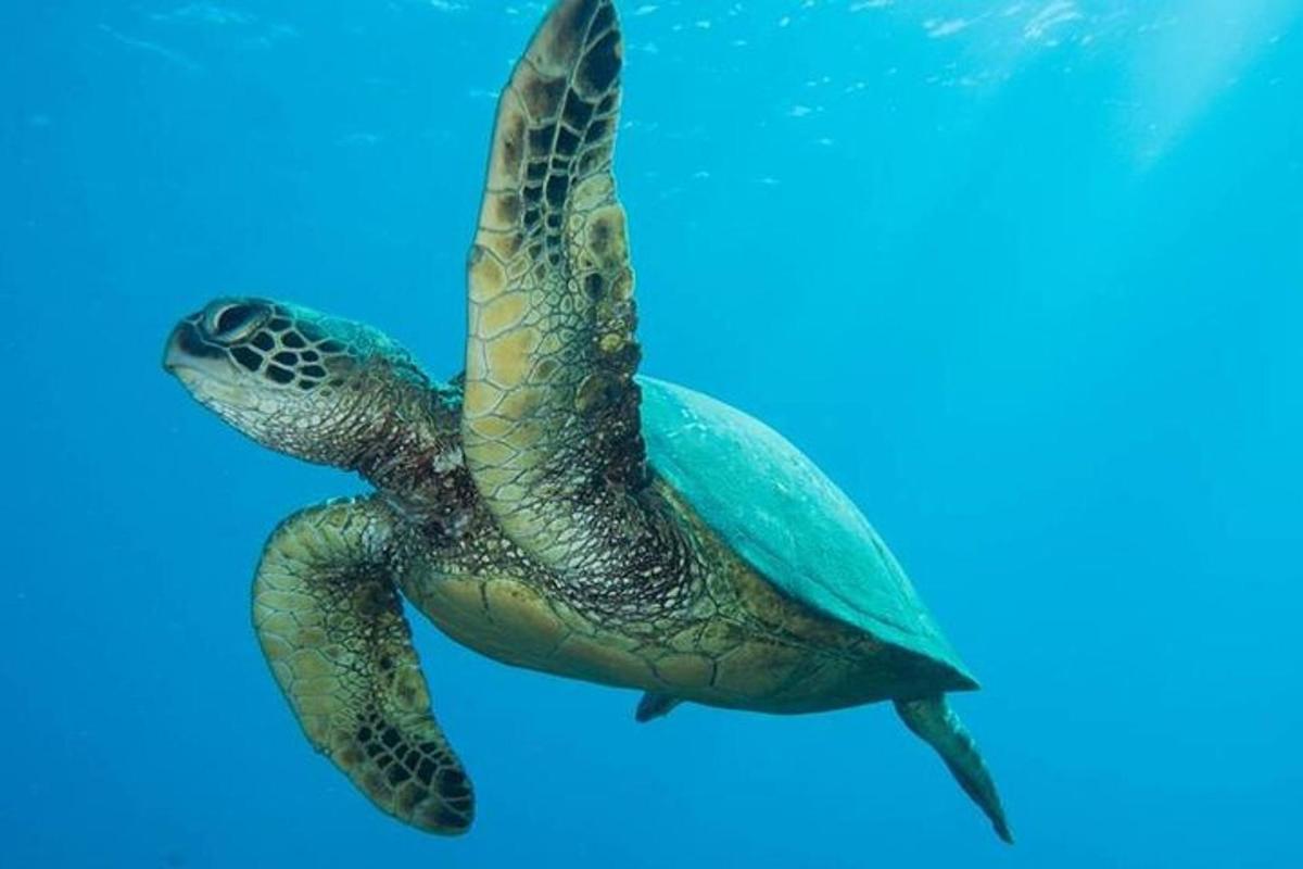 a green sea turtle swimming in the water