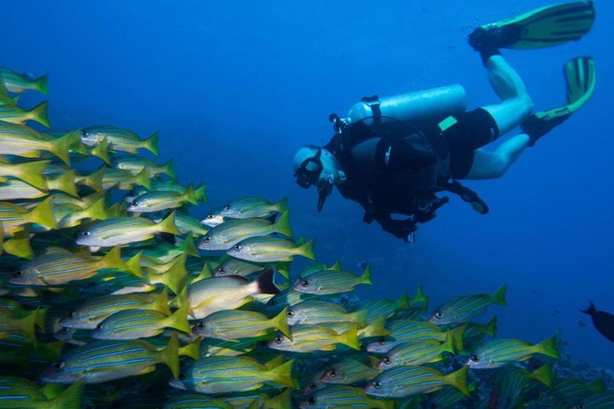 a person swimming in the ocean next to a school of fish