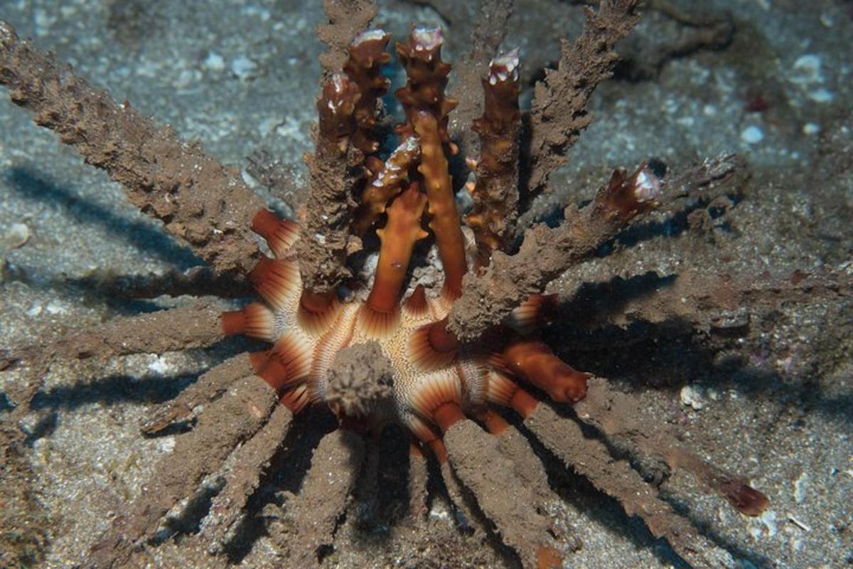 a large orange spider on the ground