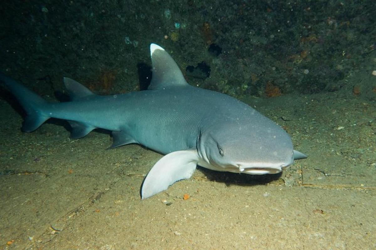 a shark laying on the ground in the water