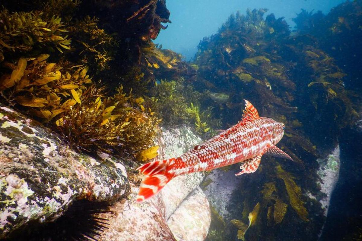 un poisson rouge et blanc nageant dans l'océan
