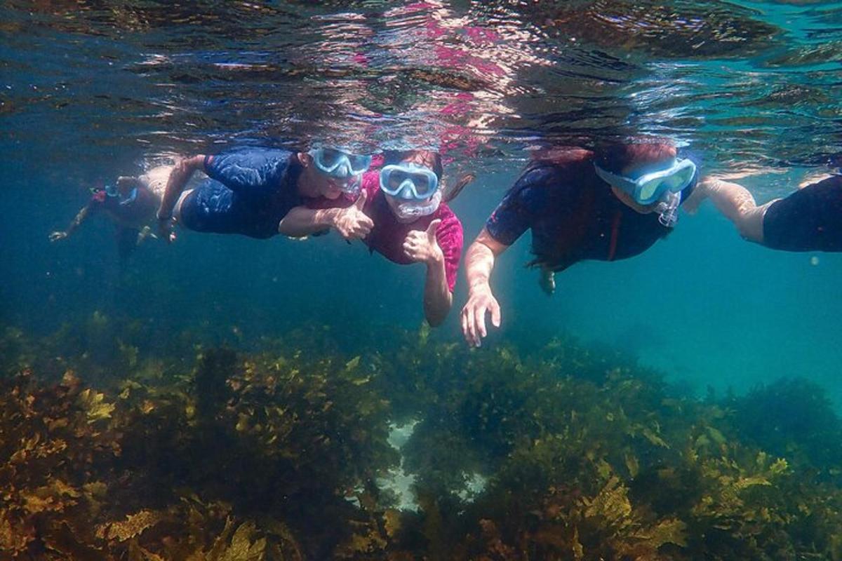 un groupe de personnes nageant dans l'eau