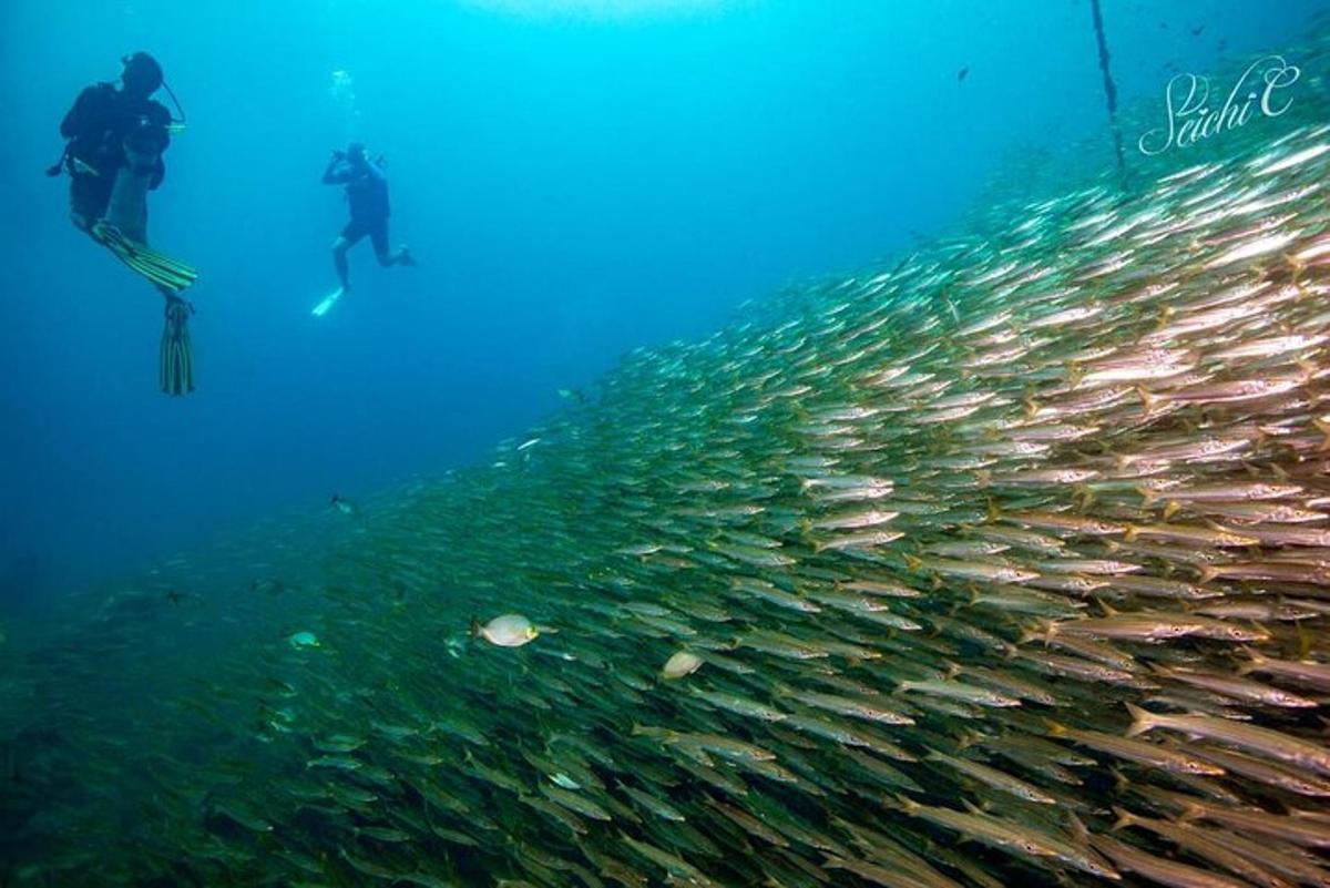 un grande gruppo di pesci nell'oceano