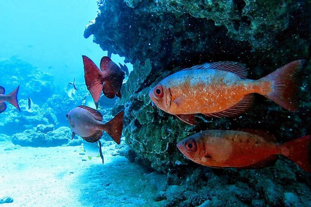un grup de peixos nedant a l'oceà