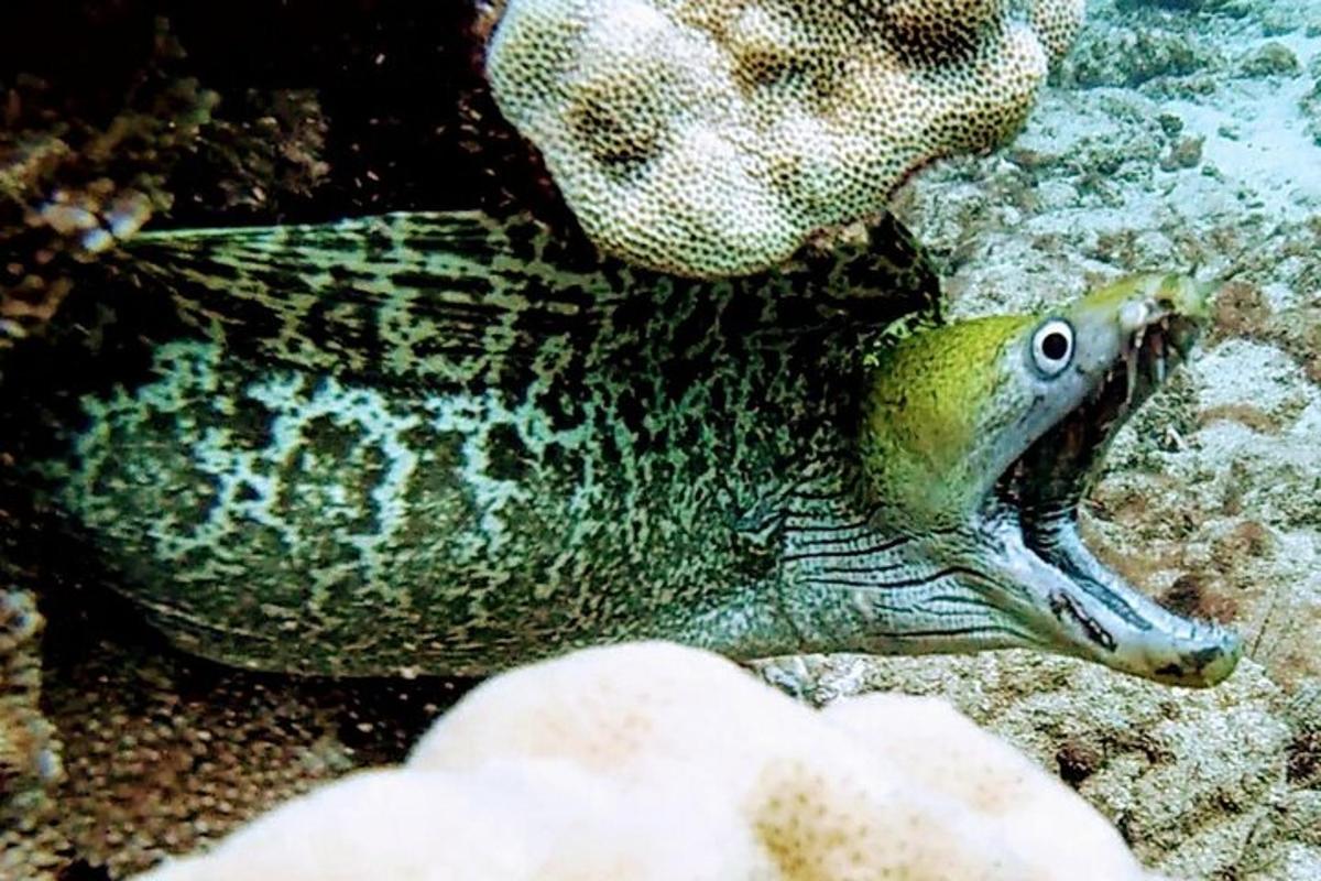 カメが魚と一緒に地面に横たわっている