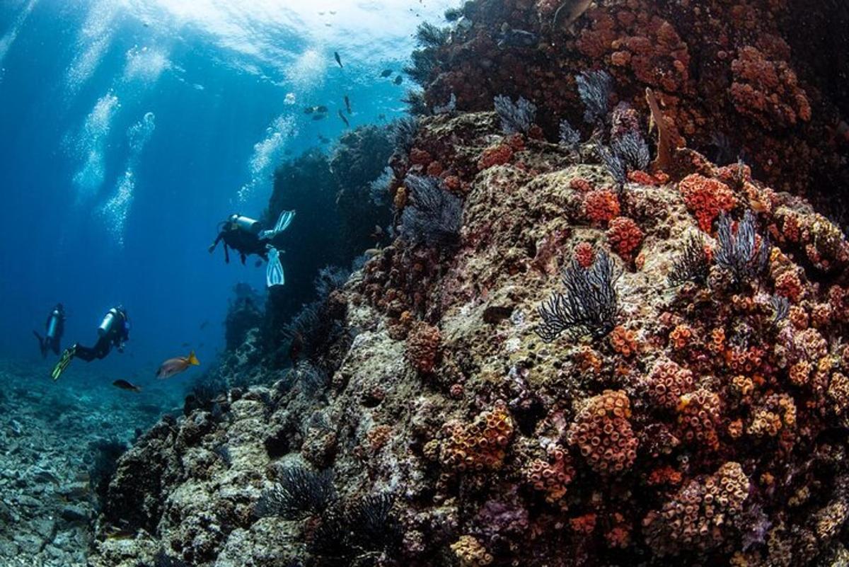 una barriera corallina con persone che nuotano nell'oceano