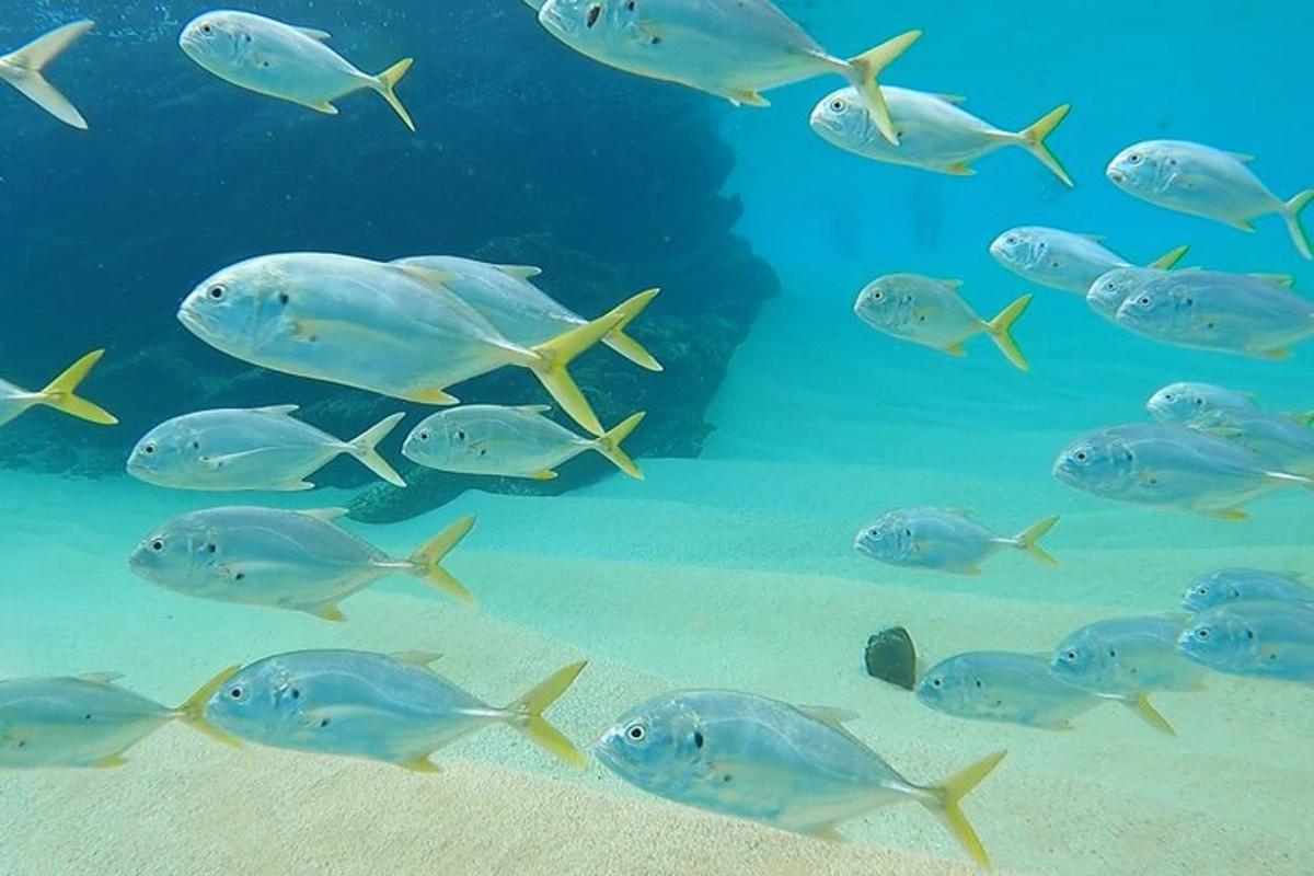 a group of fish swimming in the ocean