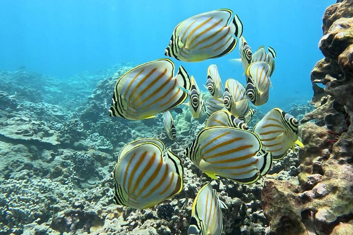 sekumpulan ikan berenang di atas terumbu karang