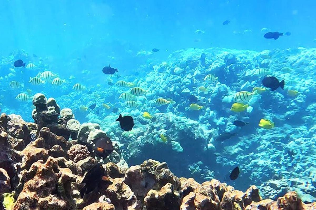 sekumpulan ikan di terumbu karang