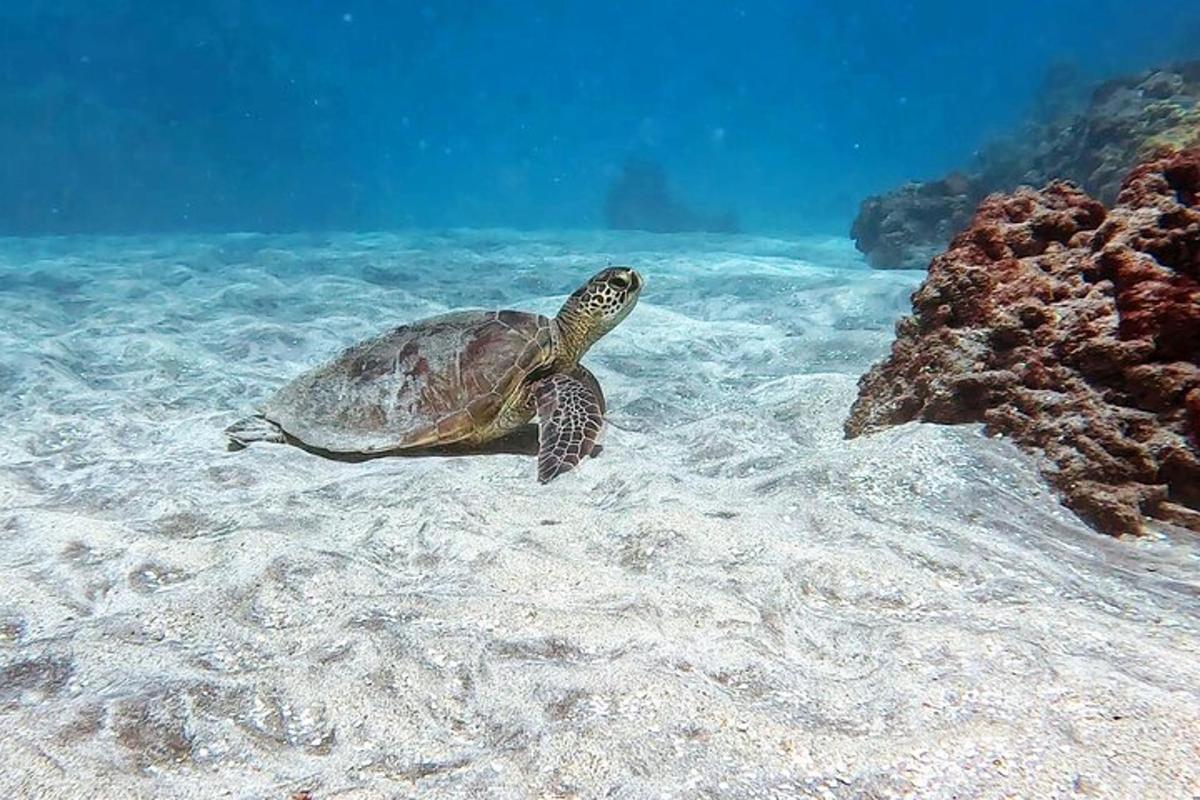 penyu hijau berenang di dalam air